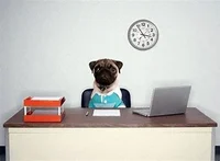 worker pug