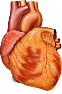 Heart