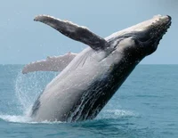 Whale