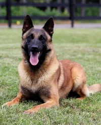 Belgian Malinois