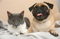 a pug and a cat