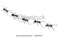 Ant4