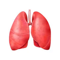 Lungs