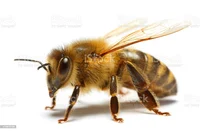 Bee1