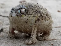 Desert rain frog