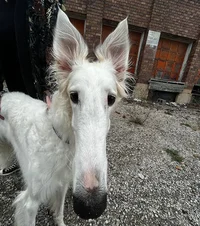 Borzoi Lapsha