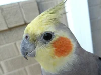 Cockatiel