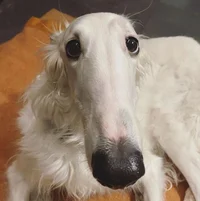 Borzoi
