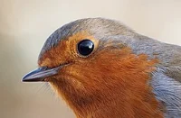 European Robin
