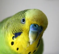 Budgerigar