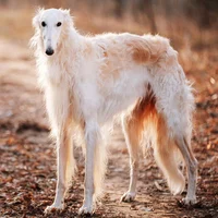 Borzoi Dog