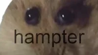 Hampter