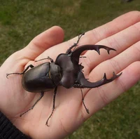 Greater Stag Beetle