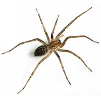 Little house spider