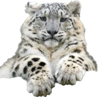 Snow Leopard