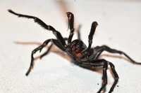 Sydney Funnel-web