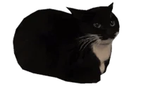 Maxwell the Cat