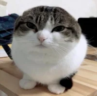 The wawa cat himself