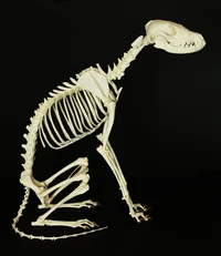 undead skeleton fox