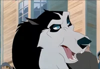 Steele the husky 