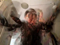 bibcaly acurate ange