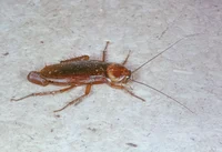 a cockroach