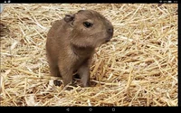 Baby Capybara
