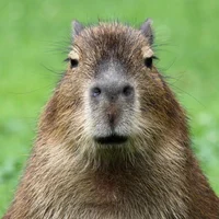 Capibara Insana