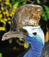 Southern Cassowary