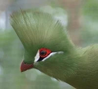 Green Turaco