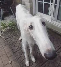 borzoi
