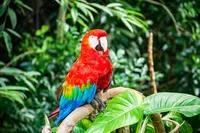 Parrot 