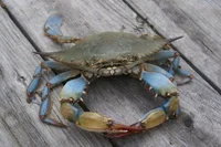Crab