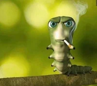 Gangsta Caterpillar