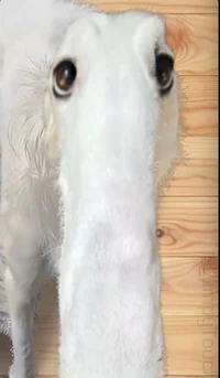 borzoi
