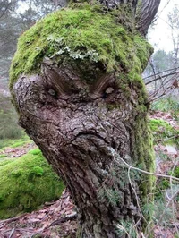 Angry tree