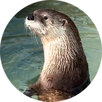 Wild River Otter