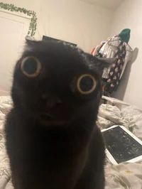 Jinx the cat