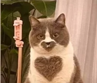 Heart cat