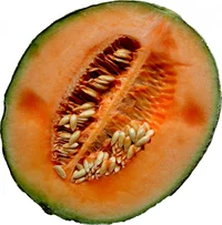 a melon