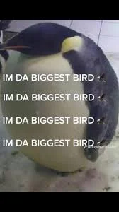 Da biggest bird