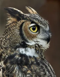 owl