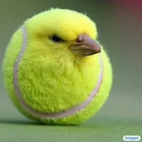 Tennis ball canary 