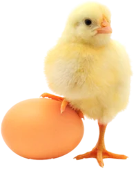 Baby chicken 