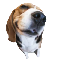 Beagle aka Timmy