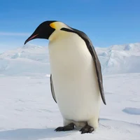 MrKingPenguin
