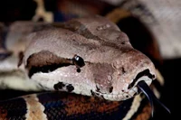 Boa Constrictor