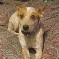 Roxie the dog