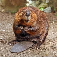 A random beaver