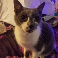 Sammy the GNW Cat